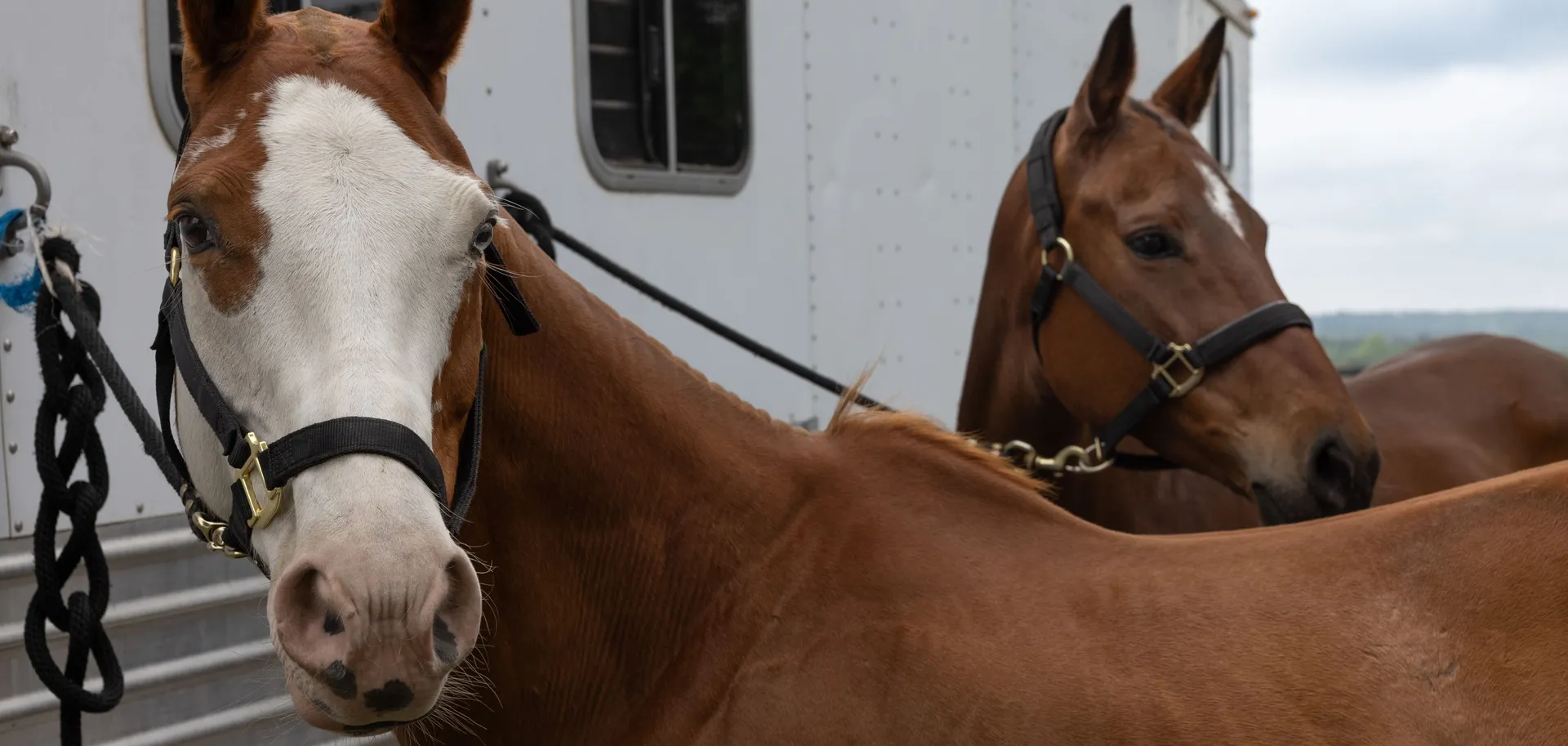 Equestrian Banner Image